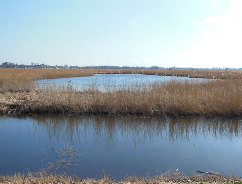 weiland in de buurt van Wormerveer